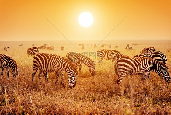 斑马在日落时在非洲草原上放牧野生动物太阳公园荒野晴天橙子游戏冒险哺乳动物土地图片