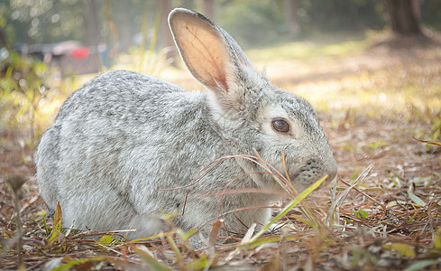 落地围兔兔子图片