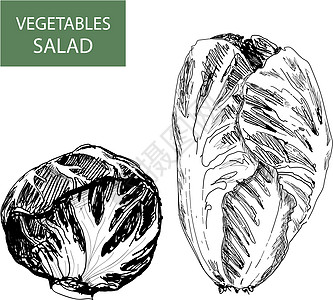 沙拉     一套矢量说明植物生活收藏卷曲青菜生产草药花园饮食食物图片