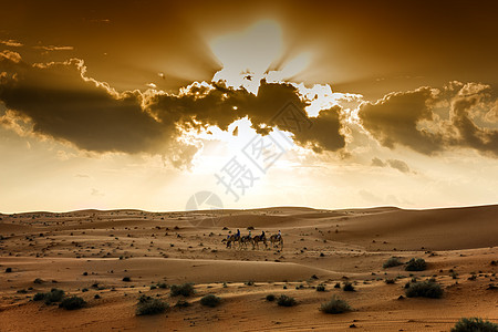 瓦希巴阿曼沙漠游客假期太阳骆驼团体蓝色旅行日落植物沙丘图片