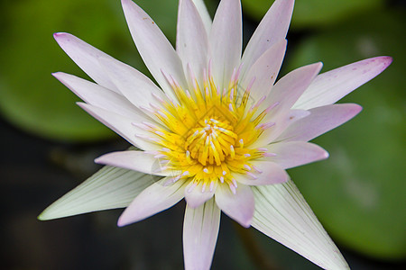 白莲花花瓣百合季节热带蓝色生活紫花花园宏观花店背景图片