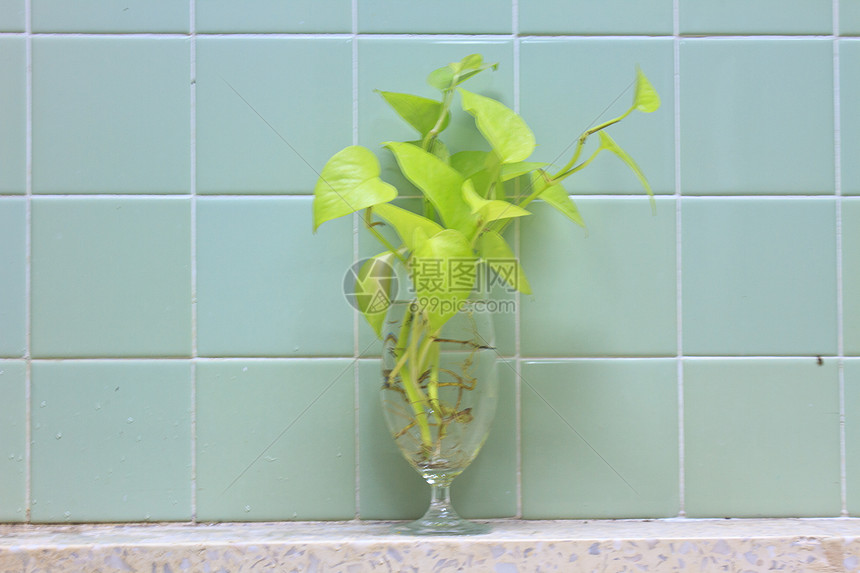 洗手间玻璃上的金锅植物群珠子棕色花瓣绿萝吸水性魔鬼植物玻璃状植物学图片