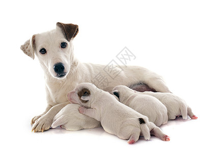 家小狗配种女性白色吮吸工作室成人母亲犬类动物图片