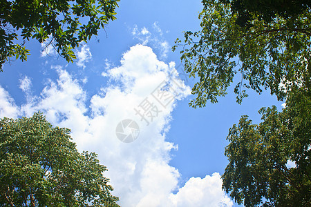 绿林和蓝天空背景天空风景树木荒野蓝色森林植物精神辐射宗教图片