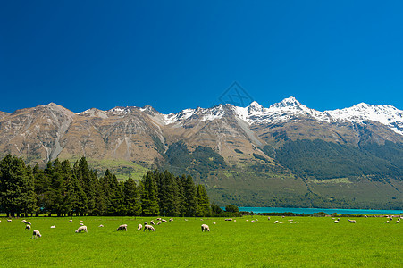 新西兰山脉高山农业场地羊肉旅游公园动物哺乳动物国家岩石图片