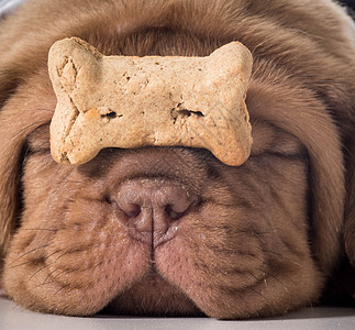 吃狗粮的狗狗波尔多多格一只动物高清图片