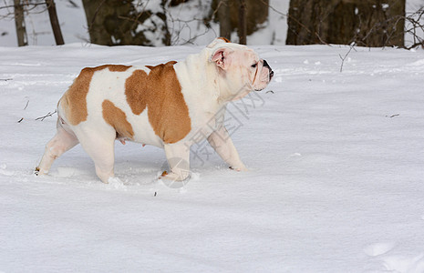 雪中狗狗速度女孩家畜晴天跑步天气警报飞跃阳光犬类图片