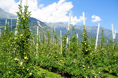 瓦尔维诺斯塔的果园高清图片