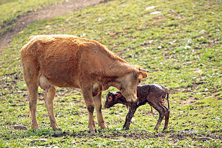 农村新生婴儿幼牛母牛和新生儿小牛母亲女性乡村母爱动物家畜奶牛牛肉图片