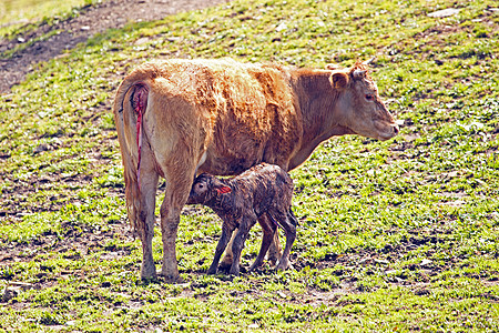 农村新生婴儿幼牛母牛和新生儿小牛母爱母亲女性动物乡村牛肉家畜奶牛图片