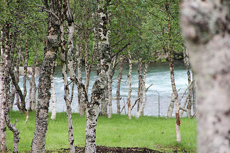 Birch森林和河流图片