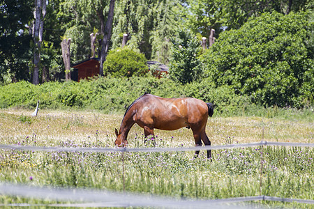 在绿草牧场里放牧的棕色马匹 西班牙马婴儿哺乳动物草地场地动物马术鬃毛蓝色板栗团体图片