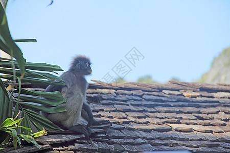 屋顶上的猴子猿猴丛林马夫毛皮哺乳动物灵长类少年动物野生动物荒野图片