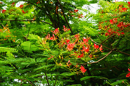 火焰花火焰树叶花园植物花瓣羽状天堂热带橙子情调图片