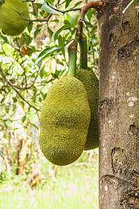 Jackfruit 粗金刚石水果绿色植物群收成植物叶子热带树干宏观食物图片