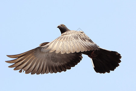 飞行鸽鸟群野生动物自由水鸟羽毛海鸟行动翅膀象征宠物图片