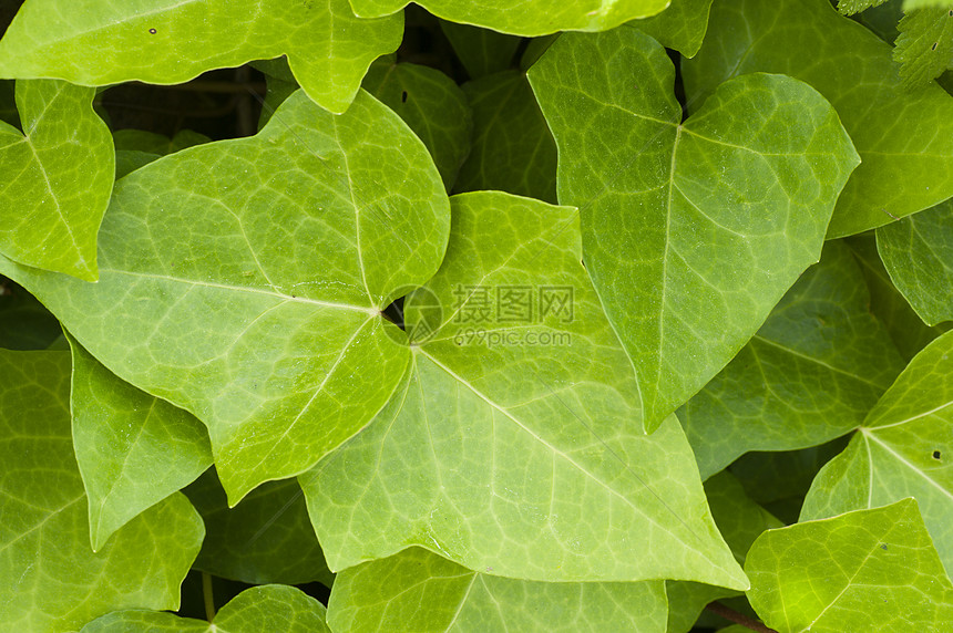 常青叶小枝季节绿色叶子衬套爬行者藤蔓季节性植物植物群图片