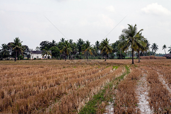 印度稻田在水稻作物机械收割后图片