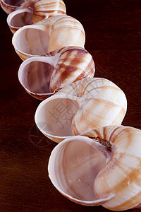 Snail 贝壳软体漩涡宏观收藏生活橙子太阳蜗牛灰色圆圈图片