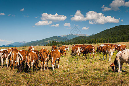 牧牛的牲畜牧场森林绿色动物爬坡蓝色草地农场奶牛棕色图片