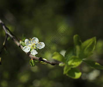 白果树花开花图片