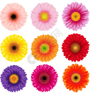 色彩多彩的巨花花集图片