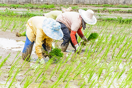 水稻苗移植劳动幼苗绿色农作物农村土壤场地农业稻田背景图片