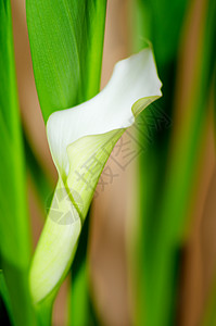 怀特卡拉利曲线自然雌蕊生长焦点花瓣叶子黄色脆弱性花粉图片