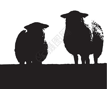 2个威尔士羊羔羊绘画动物士语艺术品农场黑与白艺术草图羊肉图片