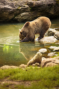 布朗熊考虑洗个澡野生动物洗澡熊喷雾哺乳动物植物群动物捕食者树木栖息地主题图片