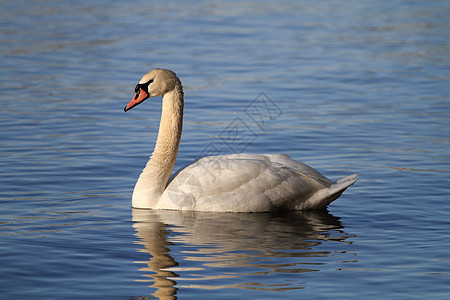 静静天鹅羽毛白色荒野游泳池塘动物账单眼睛优雅红色图片