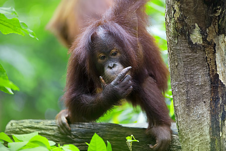 婆罗洲奥兰古人动物园濒危丛林物种灵长类公园雨林动物橙子森林图片