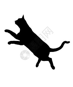 Cat 说明猫咪艺术动物猫科动物剪影虎斑宠物插图黑色图片