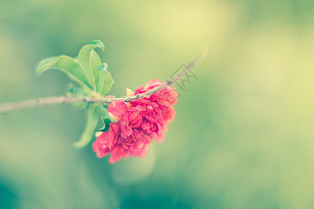 树枝上的石榴花情调花园水果植物异国叶子花朵红色绿色热带图片