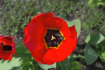 花园里的红色郁金香花植物露天生长季节公园草地雄蕊郁金香绿色植物学背景