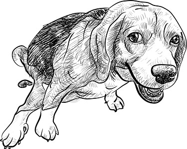 旁观 beagle猎犬草图便便厌恶棕色绘画小狗犬类大便插图图片
