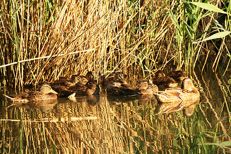野鸭游泳鸭子环境荒野生活沼泽图片