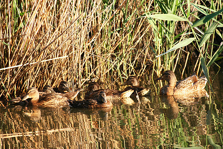 野鸭沼泽生活鸭子环境荒野游泳图片