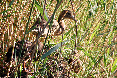 野鸭沼泽环境鸭子生活荒野图片