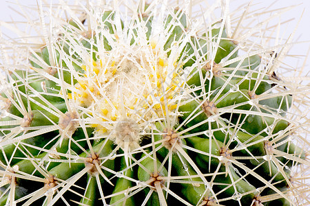 Cactus 特写金子生活环境热带花园沙漠生长荒野叶子干旱图片