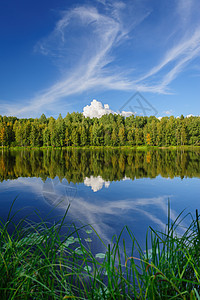 北部河和森林桦木芦苇植物绿色野生动物旅行海岸河流荒野场景图片