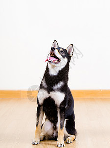 世叶伊努狗狗血统柴犬红色哺乳动物小狗白色犬类打猎尺寸黑色图片