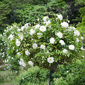 玫瑰花花绿化玫瑰园艺园林植物群叶子花园图片