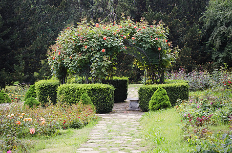 玫瑰园绿化园艺叶子花园园林植物群玫瑰图片
