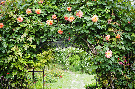 玫瑰花花园林花园绿化玫瑰园艺植物群叶子图片