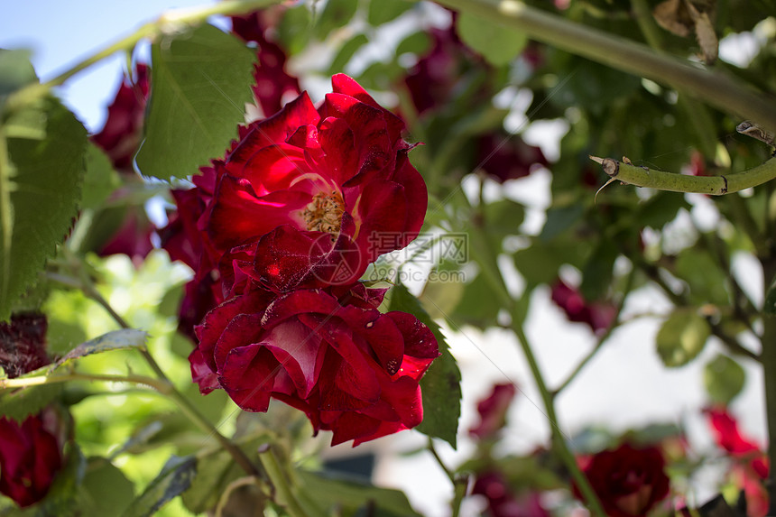 红玫瑰蔷薇分支机构花园树叶白色玫瑰绿色图片