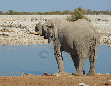 非洲水洞野生动物口渴荒野男性树干羚羊跳羚公园国家动物图片