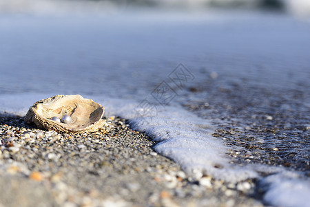 澳大利亚珍珠类纪念品出口奢华礼物旅行农业假期材料热带贝壳图片