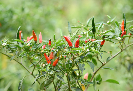 树上有新鲜的辣椒花园叶子红色农业绿色蔬菜水果植物生长胡椒图片