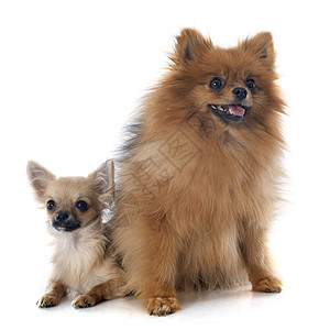 小小狗吉娃娃和吐槽白色棕色动物工作室宠物犬类图片素材